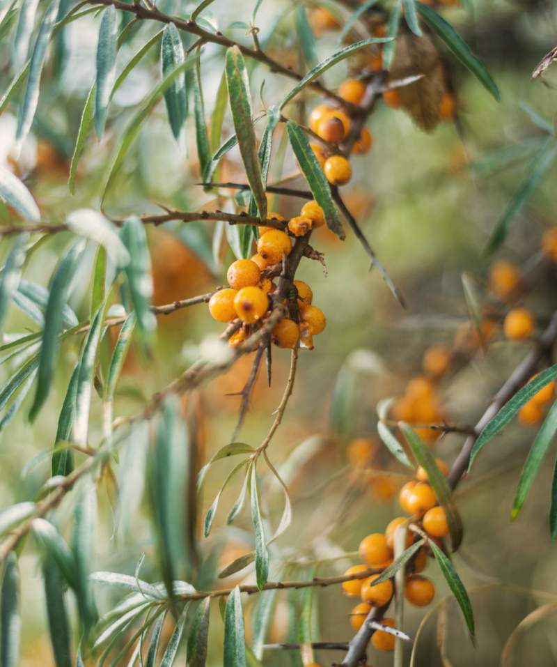 Office Ayla Branding Imagery - Sea Buckthorn