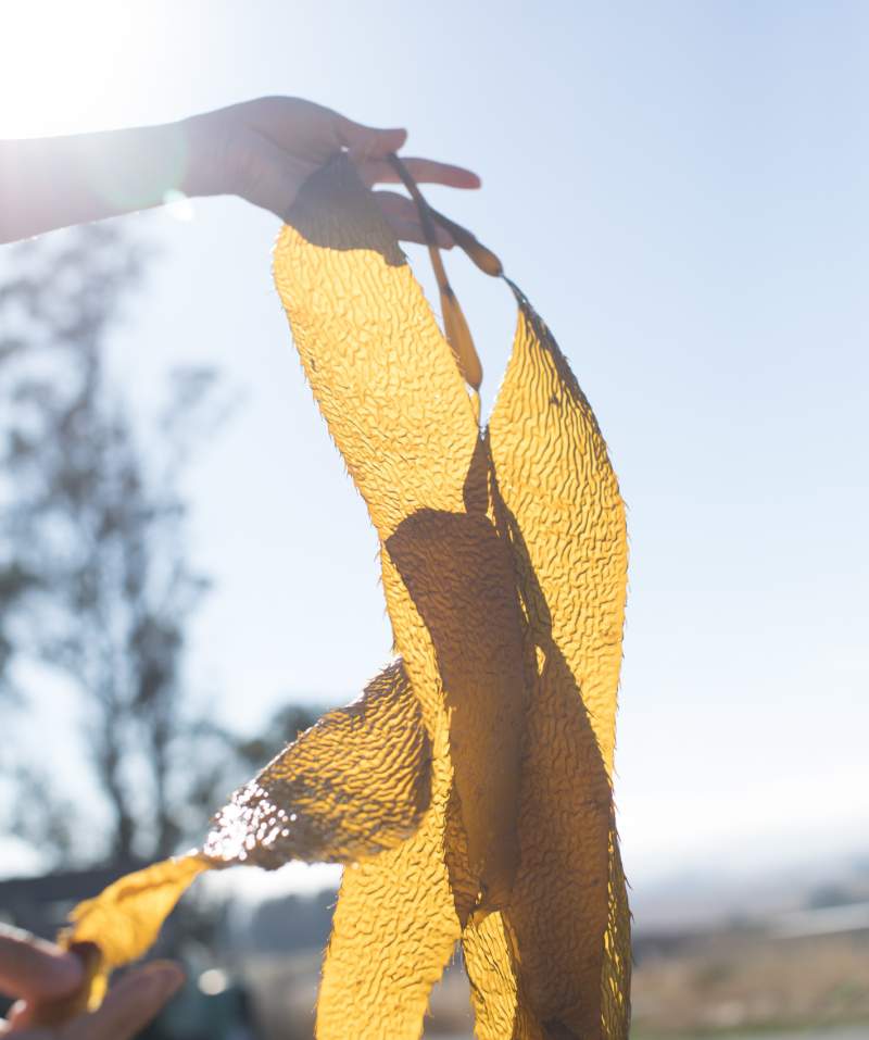 Office Ayla Branding Imagery - Wild Kelp